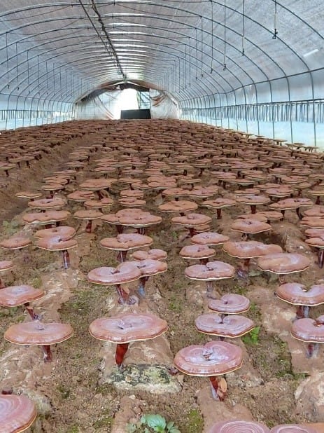 nam-linh-chi-daedong-lingzhi-mushroom-premium-han-quoc