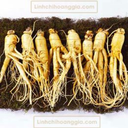 Nhân Sâm Tươi Hàn Quốc – Loại 8 Củ/Kg