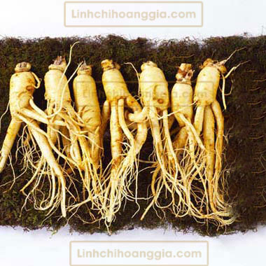 Nhân Sâm Tươi Hàn Quốc - Loại 7 Củ/Kg