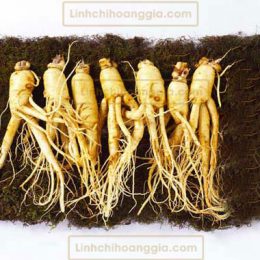 Nhân Sâm Tươi Hàn Quốc – Loại 7 Củ/Kg
