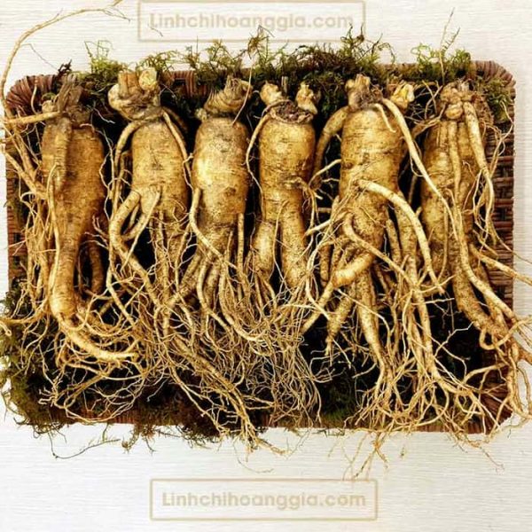 Nhân Sâm Tươi Hàn Quốc - Loại 6 Củ/Kg