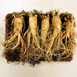 Nhân Sâm Tươi Hàn Quốc – Loại 5 Củ/Kg