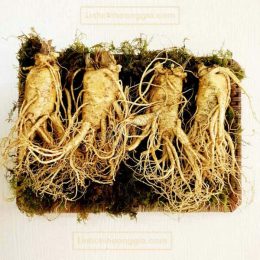 Nhân Sâm Tươi Hàn Quốc – Loại 4 Củ/Kg
