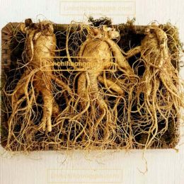 Nhân Sâm Tươi Hàn Quốc – Loại 3 Củ/Kg