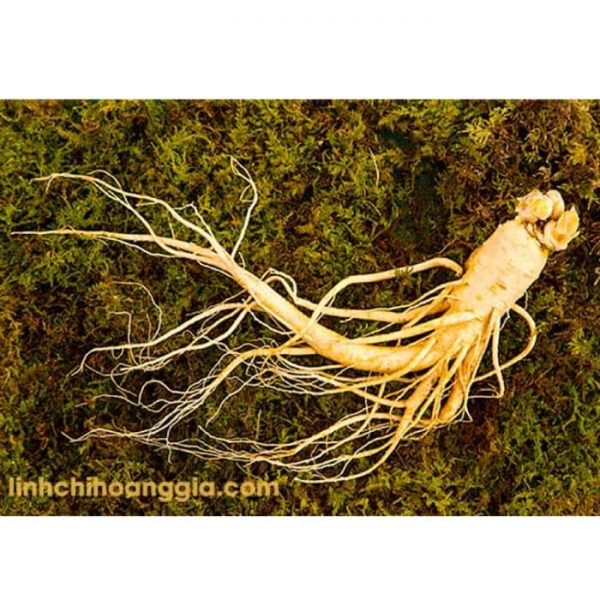 Bảng Giá Sâm Tươi Mới Nhất 2025 - Cập Nhật Giá Sâm Tươi Chất Lượng