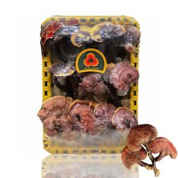 Nấm Lim Xanh Thu Hái Tự Nhiên – Hoàng Gia Loại Thượng Hạng Đặc Biệt 500g