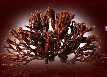 Nấm Linh Chi Nguồn Giống Nhật Bản Thượng Hạng của Linh Chi Hoàng Gia có gì đặc biệt?