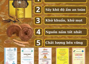 Đến ngay 5 cửa hàng nấm linh chi Đà Nẵng chất lượng!