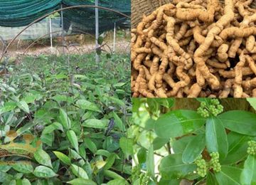 Ba Kích Ngâm Rượu – Thông tin và cách thực hiện