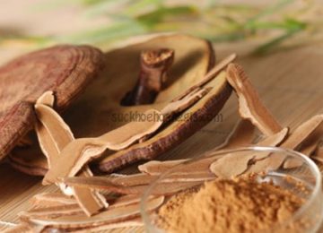 Bột Nấm Linh Chi Là Gì? So sánh giữa bột và nguyên tai loại nào tiện dùng hơn