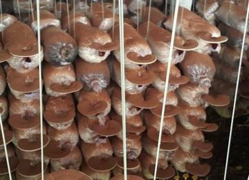 Kỹ Thuật Trồng Nấm Linh Chi – Mô hình nhỏ và vừa trong giai đoạn đầu tiên.