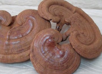 Bảo quản nấm linh chi không bị mốc và mối mọt hiệu quả nhất