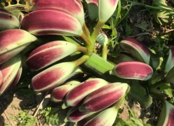 Cách thực hiện ngâm rượu với chuối hột hái ở rừng đúng chuẩn