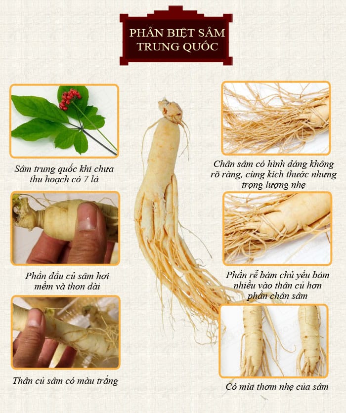 cach-phan-biet-sam-han-quoc-va-sam-trung-quoc