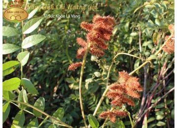 Cam thảo và những điều cần biết về tác dụng