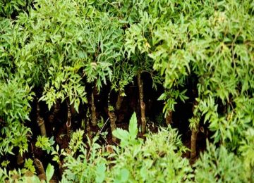 Đinh Lăng: Tác dụng, Cách sử dụng đạt hiệu quả tốt và an toàn