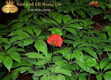 Cây tam thất – Thảo dược thiên nhiên sử dụng như thế nào?