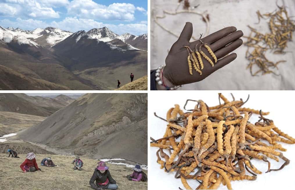 Cordyceps-Sinensis-so-voi-Militaris-loai-dong-trung-ha-thao-nao-mang-lai-nhieu-loi-ich-cho-suc-khoe-hon
