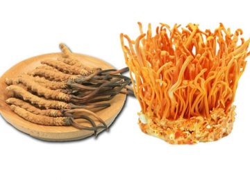 Cordyceps Sinensis so với Militaris: Loại Đông trùng hạ thảo nào mang lại nhiều lợi ích cho sức khỏe hơn?