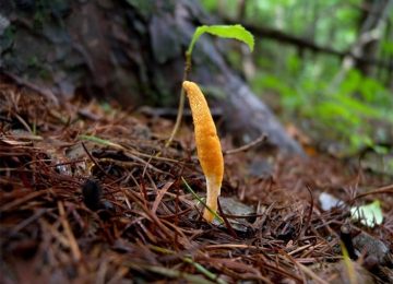 Tác dụng của đông trùng hạ thảo trong hỗ trợ lượng đường huyết