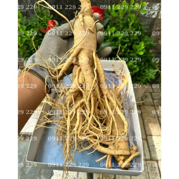 Bảng Giá Sâm Tươi Mới Nhất 2025 - Cập Nhật Giá Sâm Tươi Chất Lượng