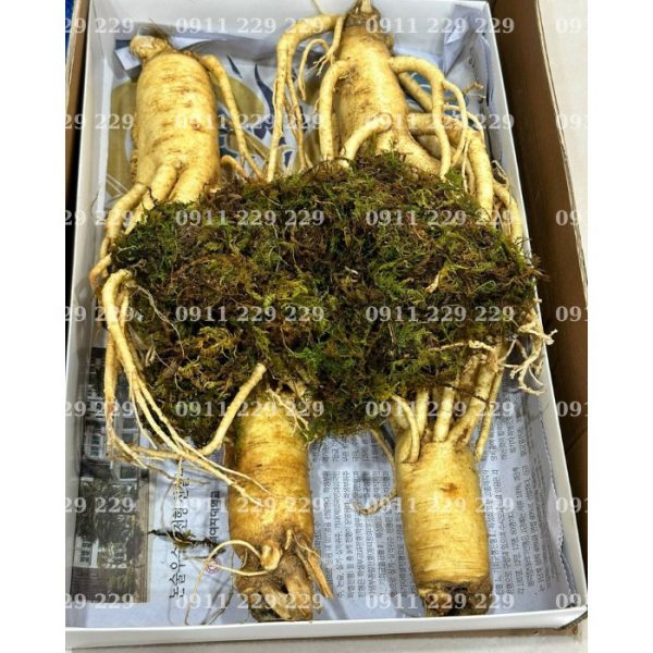 Bảng Giá Sâm Tươi Mới Nhất 2025 - Cập Nhật Giá Sâm Tươi Chất Lượng