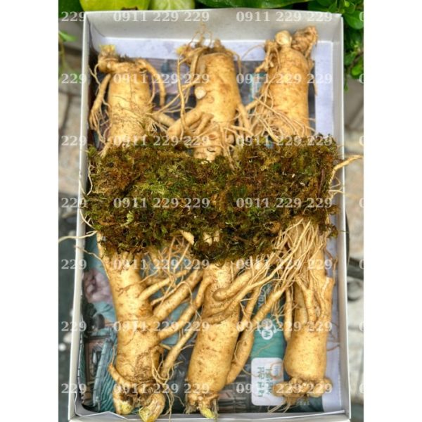 Bảng Giá Sâm Tươi Mới Nhất 2025 - Cập Nhật Giá Sâm Tươi Chất Lượng