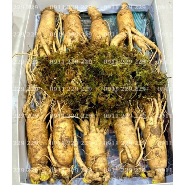 Bảng Giá Sâm Tươi Mới Nhất 2025 - Cập Nhật Giá Sâm Tươi Chất Lượng