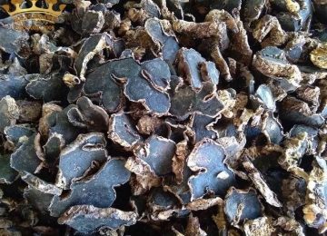 Tác dụng tuyệt vời của gừng đen cho sức khỏe – bạn đã biết hết chưa?