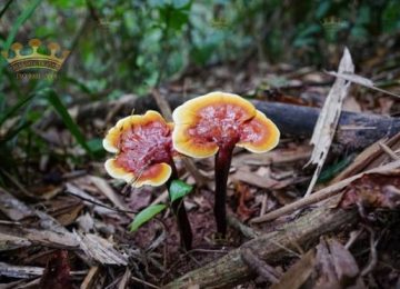 ​Hình Ảnh Của Nấm Lim Xanh Quảng Nam​