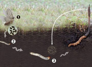 Khám phá nguồn gốc Đông Trùng Hạ Thảo
