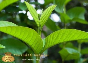 Lá ổi có tác dụng gì?