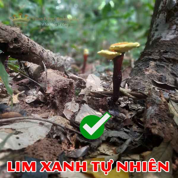 nam-lim-xanh-rung