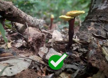 Cách Phân Biệt Nấm Lim Xanh Rừng Tự Nhiên 100% – Cách Nhận Biết Hàng Giả