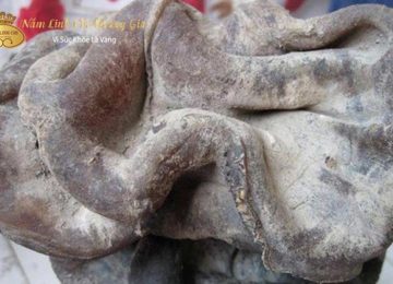 Linh chi thái tuế: Thông tin và cách nhận diện