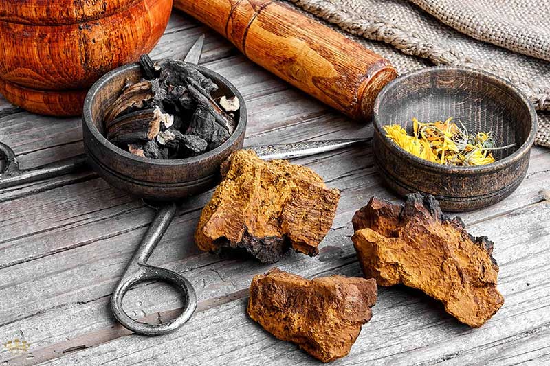 mua-nam-chaga-tac-dung