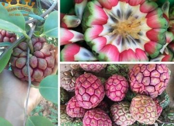 Na rừng và những thông tin cực thú vị ít ai ngờ tới