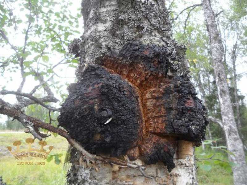 nam-chaga-hinh-anh