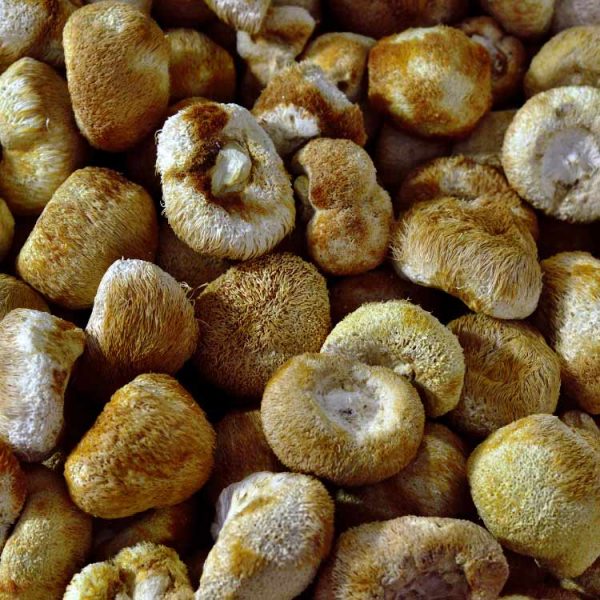 Nấm Hầu Thủ Hoàng Gia Khô Túi 500g