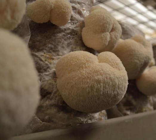 Nấm Hầu Thủ Hoàng Gia Khô Túi 100g