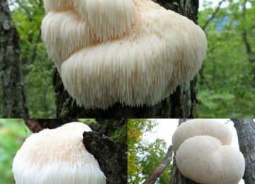 Nấm Hầu Thủ: Tác dụng và cách dùng hiệu quả