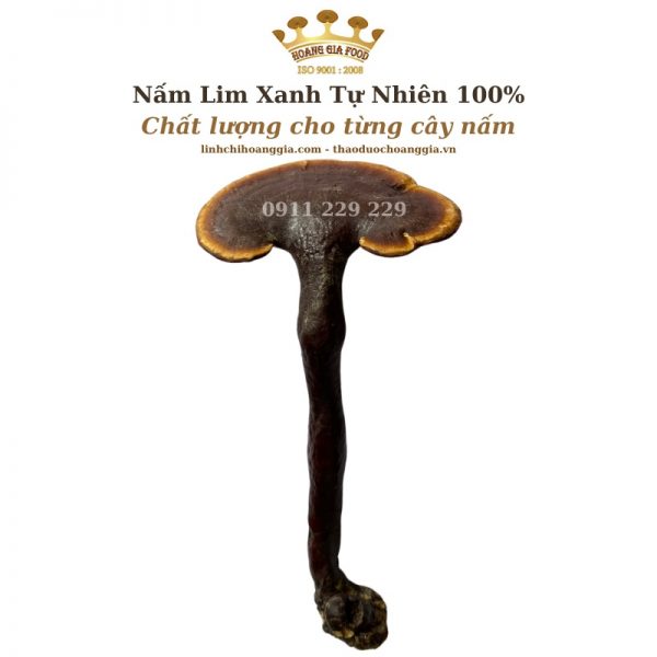 Nấm Lim Xanh Quảng Nam Thu Hái Tự Nhiên Cao Cấp - 500g