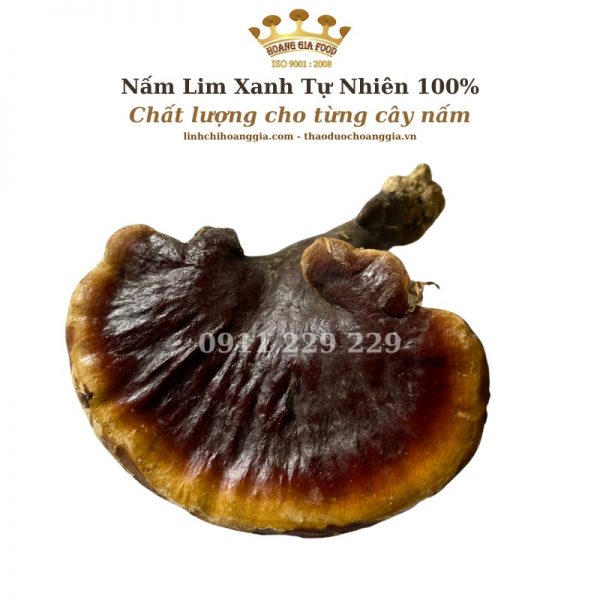Nấm Lim Xanh Quảng Nam Thu Hái Tự Nhiên Cao Cấp - 500g