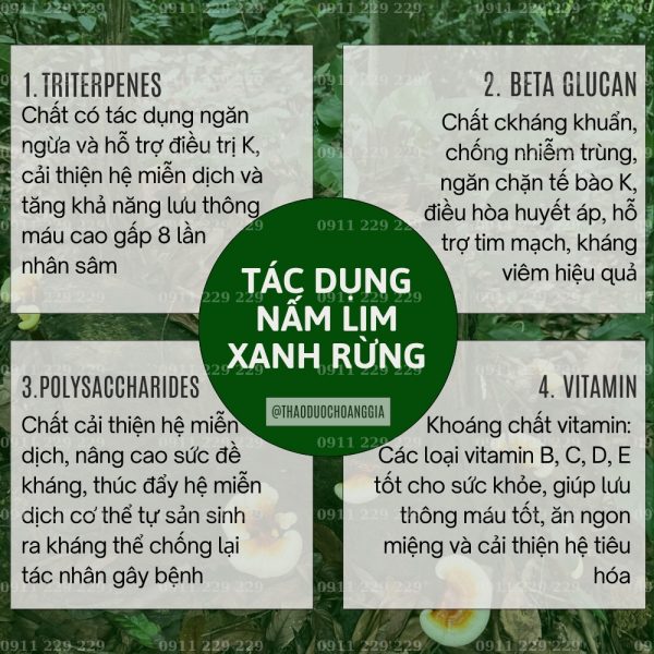 Nấm Lim Xanh Quảng Nam Thu Hái Tự Nhiên - Hoàng Gia Cao Cấp 1Kg