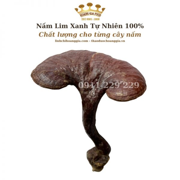 Nấm Lim Xanh Thu Hái Tự Nhiên - Hoàng Gia Loại Thượng Hạng Đặc Biệt 1Kg