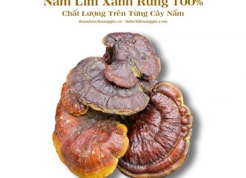 Nấm Lim Xanh Ngâm Rượu – Công Dụng và Cách Ngâm Hiệu Quả