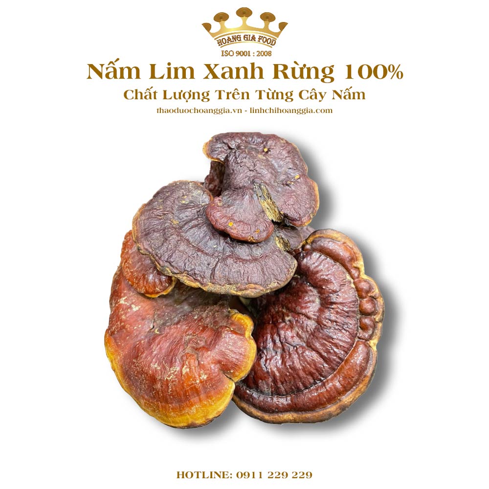 nam-lim-xanh-rung-100