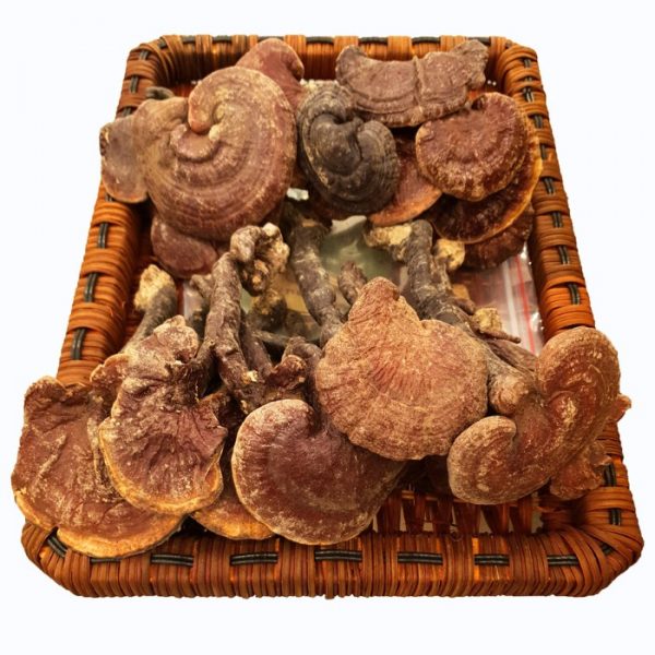 Nấm Lim Xanh Thu Hái Tự Nhiên - Hoàng Gia Loại Thượng Hạng Đặc Biệt 500g