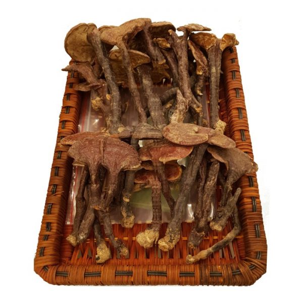 Nấm Lim Xanh Thu Hái Tự Nhiên - Hoàng Gia Loại Thượng Hạng Đặc Biệt 500g