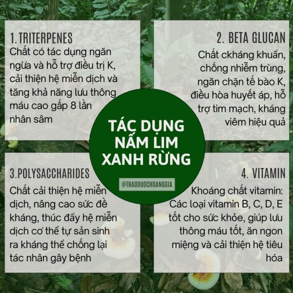 Nấm Lim Xanh Thu Hái Tự Nhiên Quảng Nam - Loại Tiêu Chuẩn 1Kg